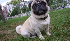 巴哥犬